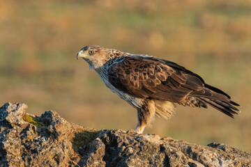&Aacute;guila perdicera en el bosque cordob&eacute;s (Aquila fasciata) Adamuz C&oacute;rdoba Andaluc&iacute;a Espa&ntilde;a	