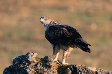 Aguila perdicera  (Aquila fasciata)