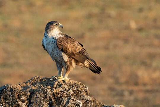 Águila perdicera de perfil posada en el suelo en una gran piedra (Aquila fasciata) Córdoba Andalucía España