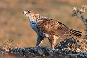 Águila perdicera posada junto a un cardo (Aquila fasciata) Adamuz Córdoba Andalucía España	