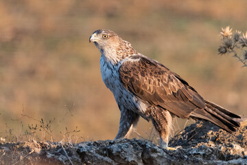 Águila perdicera en el suelo del bosque  (Aquila fasciata) Adamuz Córdoba Andalucía España	