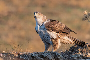 Águila perdicera posada en el suelo del bosque (Aquila fasciata) Adamuz Córdoba Andalucía España	