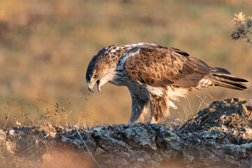 Águila perdicera con el pico abierto mirando al suelo (Aquila fasciata) Adamuz Córdoba Andalucía España	