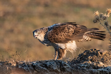 Águila perdicera de perfil posada en el suelo con unos cardos detrás (Aquila fasciata) Adamuz...