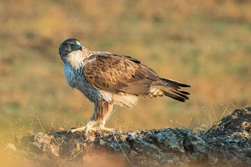 Aguila perdicera  (Aquila fasciata)