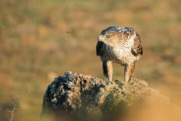 Águila perdicera en el suelo con postura expectante (Aquila fasciata) Adamuz Córdoba Andalucía España	