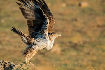 Aguila perdicera  (Aquila fasciata)