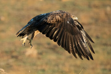 Aguila perdicera  (Aquila fasciata)