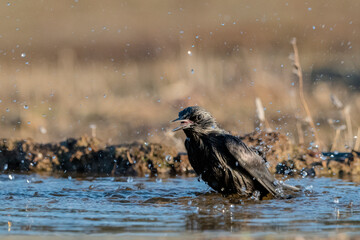 estornino negro bañándose en el estanque​ (Sturnus unicolor) Adamuz Córdoba Andalucía España	