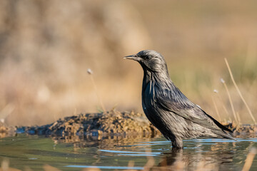 estornino pinto con las patas en el agua del estanque  (Sturnus vulgaris) Adamuz Córdoba Andalucía España	
