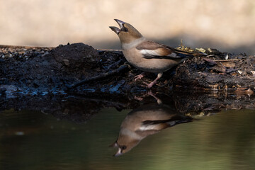 Picogordo común en el borde del estanque con el pico abierto (Coccothraustes coccothraustes)​ Adamuz Córdoba Andalucía España	