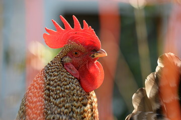 Wunderschöner Hahn im Gegenlicht