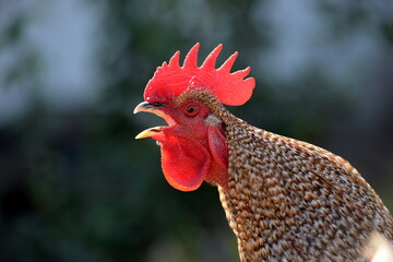 Wunderschöner Hahn im Gegenlicht