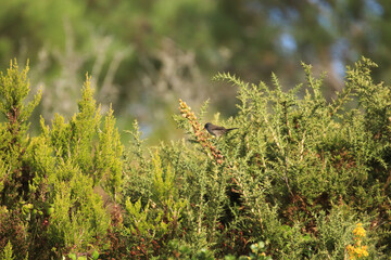 Small bird on a branch