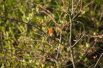 Robin Redbreast in a tree. European Robin
