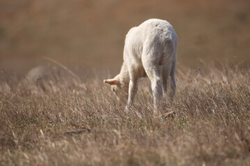 Obraz na płótnie Canvas Baby sheep in a field