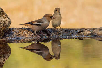 Picogordo común en el estanque junto a un gorrión reflejados en el agua (Coccothraustes coccothraustes)​ Adamuz Córdoba Andalucía España	