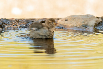 gorrión común bañándose en el estanque(Passer domesticus) 