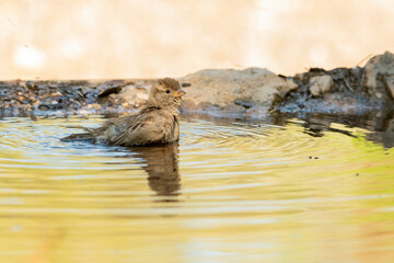 gorrión común bañándose en el estanque(Passer domesticus) 