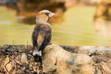 Picogordo común sobre una piedra en el borde del estanque (Coccothraustes coccothraustes)​ Adamuz Córdoba Andalucía España	