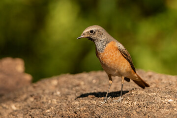  colirrojo real  en el suelo del bosque mediterráneo (Phoenicurus phoenicurus)​ 