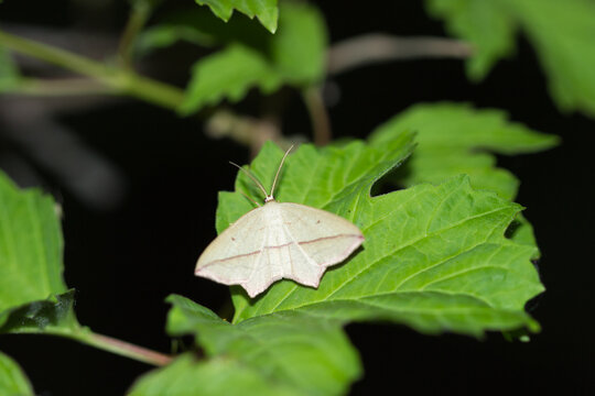 The blood-vein (lat. Timandra comae), of the family Geometridae, on the guelder rose (lat. Viburnum opulus), of the family Adoxaceae.