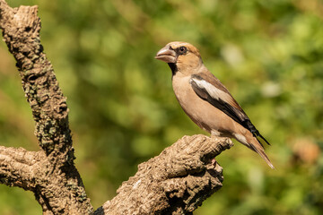 Picogordo común (Coccothraustes coccothraustes)​ Adamuz Córdoba Andalucía España	