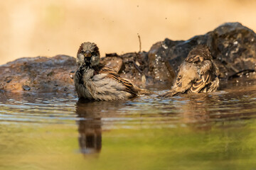gorrión común bañándose en el estanque(Passer domesticus) 