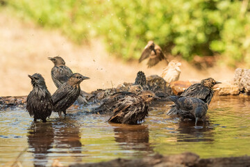 estorninos negros y pintos bañándose y salpicando agua  (Sturnus vulgaris)  ​ (Sturnus unicolor) Adamuz Córdoba Andalucía España	