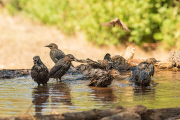 estorninos negros y pintos bañándose y salpicando agua  (Sturnus vulgaris)  ​ (Sturnus unicolor)