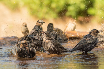 estorninos negros y pintos bañándose y salpicando agua  (Sturnus vulgaris)  ​ (Sturnus unicolor)