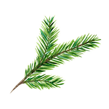 Bright green watercolor coniferous branch illustration for New Year greeting cards and banner decor