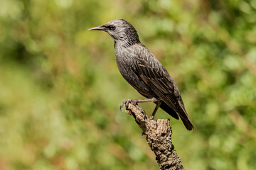 estornino negro​ posado en la rama de un alcornoque  (Sturnus unicolor) Adamuz Córdoba Andalucía España	