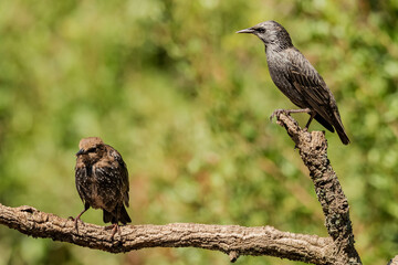 estornino negro junto a uno pinto en una rama seca​ (Sturnus unicolor) Adamuz Córdoba Andalucía España	