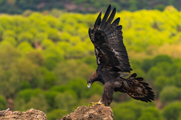 águila real de perfil con las alas abiertas llegando al posadero (Aquila chrysaetos) Adamuz Córdoba Andalucía España	