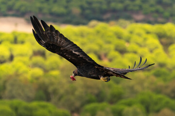 águila real en vuelo con un trozo de carne en el pico (Aquila chrysaetos)