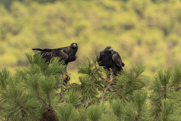 águila real en pareja sobre los pinos del bosque cordobés (Aquila chrysaetos) Adamuz Córdoba Andalucía España	