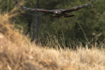 &aacute;guila real en vuelo sobre el matorral seco del bosque (Aquila chrysaetos) Adamuz C&oacute;rdoba Andaluc&iacute;a Espa&ntilde;a	