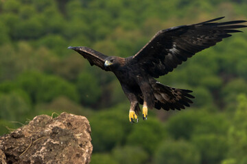 águila real en vuelo llegando al posadero (Aquila chrysaetos)