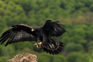 águila real llegando al posadero de piedra con las alas y las garras abiertas (Aquila chrysaetos)