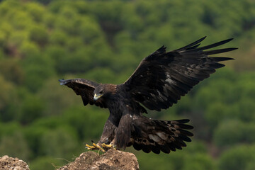 águila real con las alas abiertas llegando al posadero (Aquila chrysaetos) Adamuz Córdoba Andalucía España	