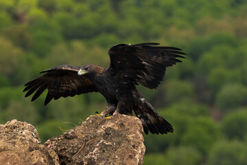 águila real con las alas abiertas llegando al posadero (Aquila chrysaetos) Adamuz Córdoba Andalucía España	