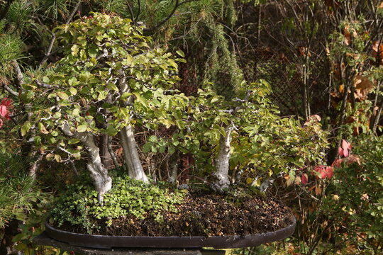 Bonsai, little tree in traditional Japanese garden. Bonsai tree. Bonsai in pot. Japanese plant art. Original traditional Chinese art penjing or penzai. Miniature living landscape. Bonsai mini tree
