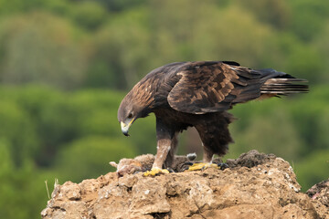 águila real con una presa sobre su posadero (Aquila chrysaetos)