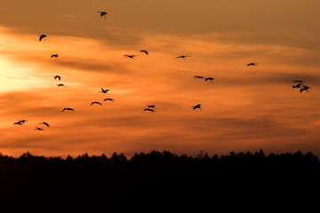 Birds flying in the background of the setting sun, Barycz Valley, birds in the air, freedom and independence, crane flights, grus grus