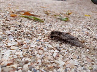 mosquito on the ground