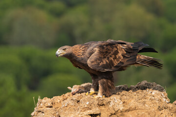 águila real comiendo sobre una gran roca (Aquila chrysaetos) Adamuz Córdoba Andalucía España	