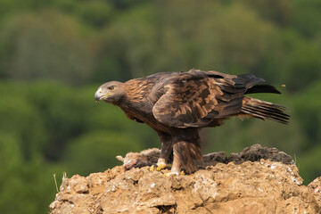 águila real en un posadero de piedra con una presa de conejo (Aquila chrysaetos)