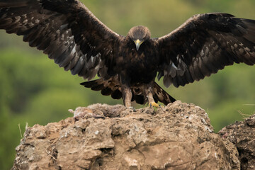 águila real con las alas abiertas posándose sobre una gran roca (Aquila chrysaetos) Adamuz Córdoba Andalucía España	