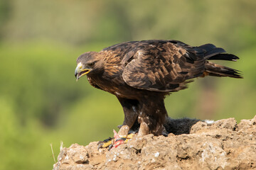 águila real comiendo sobre una gran roca con fondo verde (Aquila chrysaetos) Adamuz Córdoba Andalucía España	
